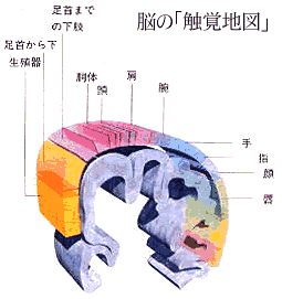脳の触覚地図